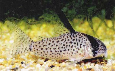 Corydoras sp. C49